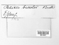 Capitotricha bicolor image